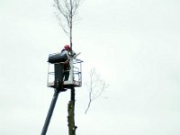 ... ich sehe es und es erfüllt mich mit Zorn ...  Es tut weh, schmerzt und gebiert Zorn zu sehen wie dieser schöne, große Baum sinnlos zerstört wurde. : Baum, Baumschutz, Baumschutzsatzung, Eichenstraße, Mammutbaum, Nachbar, Nachbarn, Umwelt, Umweltschutz, Umweltzerstörung