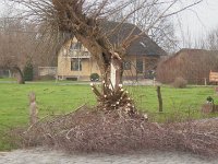 ... dumme Anwohner &  korrupte Behörden ...  DIe Kopfweide und ihre Blätter störten die Anwohner Herr und Frau B.. Obwohl die gesunde und geschützte Kopfweide vom zuständigen Straßen-Bauleiter der Gemeinde Alpen beim Straßenneubau entgegen der egoistischen Forderung dieser Anwohner zu recht erhalten wurde, wurde sie von der selben Gemeinde einige Monate später, mit fadenscheiniger Begründung durch "hilfsbereite" Mitarbeiter zum Fällen freigegeben.