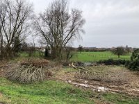 ..... standen diese Bäume noch : Naturzerstörung, Landschaft, Rheindeich, Abholzung, Bäume