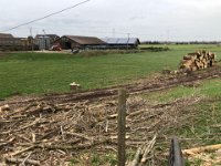 ohne Worte : Naturzerstörung, Landschaft, Rheindeich, Abholzung, Bäume