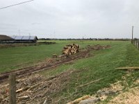 ohne Worte : Naturzerstörung, Landschaft, Rheindeich, Abholzung, Bäume