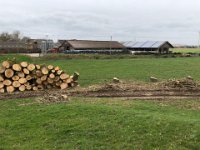 ohne Worte : Naturzerstörung, Landschaft, Rheindeich, Abholzung, Bäume