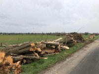 ohne Worte : Naturzerstörung, Landschaft, Rheindeich, Abholzung, Bäume