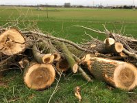 ohne Worte : Naturzerstörung, Landschaft, Rheindeich, Abholzung, Bäume