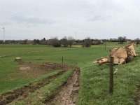 ohne Worte : Naturzerstörung, Landschaft, Rheindeich, Abholzung, Bäume