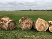 ohne Worte : Naturzerstörung, Landschaft, Rheindeich, Abholzung, Bäume