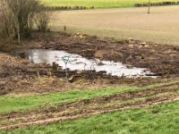 ohne Worte  Hier verschlägt es jedem vernunftbegabten Menschen endgültig die Sprache .......... : Naturzerstörung, Landschaft, Rheindeich, Abholzung, Landschaftsschutzgebiet, Bäume