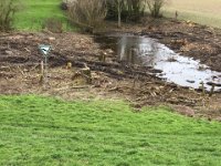 ohne Worte  ....... Landschaftsschutzgebiet! : Naturzerstörung, Landschaft, Rheindeich, Abholzung, Landschaftsschutzgebiet, Bäume