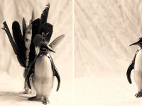 Der letzte Kaiser Pinguin konnte nicht fliegen  Pentax 67II, 2.4/105, Efke R50/50