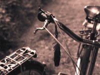 Feder an der Lenkstange  Pentax K2, SMC 1.4/50, HP5+/250  - 15.06.2014 -