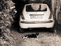 Sternchen und Yps  Pentax SuperA, SMC 1.4/50, APX 100/125  - 20.07.2012 -