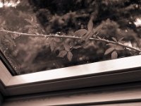 Fensterblick mit Stacheln  Canham DLC 45; Apo Sironar-N 5.6/150, Ilford HP5+@400
