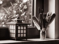 Die Fensterbank im Zimmer  Pentax 645N, Adapter+SMC 4.0/200 (67er), Bergger Pancro400@640  - 21.01.2022 -