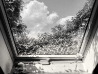 Fenster im Sonnenlicht  Pentax 645N, Pentax SMC FA 2.8/45, Gelbfilter, Fuji Acros 100II   - 07.06.2024 -