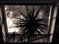 Drachenbaum vorm Dachfenster  Pentax 645N, 2.8/150, Ilford HP5plus@800