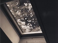 Ramblerblüten am Dachfenster  Canham DLC 45; Apo Sironar-N 5.6/150, Bergger Pancro 400@320