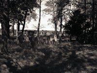 Jüdischer Friedhof Alpen  Fuji GW 690 III; Forte Pan 400/320 - 5.Mai 2008 -