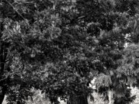 Lebensbaum  PENTAX K-3 Mark III Monochrome, SMC PENTAX-FA 1.8/77 Limited - 03.09.2024 -