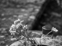 Alles ist vergänglich  PENTAX K-3 Mark III Monochrome, SMC PENTAX-FA 1.8/77 Limited - 03.09.2024 -