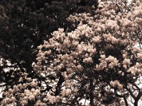 Magnolienblüte auf dem Friedhof  Pentax 645N, 2.8/75, Gelbfilter, HP5+/400