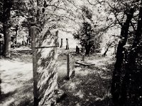 Jüdischer Friedhof, Xanten  Canham DLC 45; Super Angulon 4.5/75; Delta 400 - August 2001, 10 Uhr am Morgen -