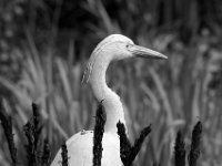 Der Reiher am Teich  PENTAX K-3 Mark III Monochrome , HD PENTAX - D FA* 2.8/70-200 ED DC AW  - 24.03.2024 -