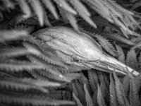 Der Reiher im Farn  PENTAX K-3 Mark III Monochrome, HD PENTAX - D FA* 1.4/50 SDM AW- 04.06..2024 -