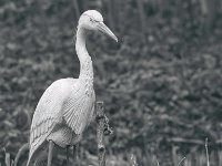 Die Farbe ist verschwunden, der Tropfen beständig  PENTAX K-3 Mark III Monochrome, HD PENTAX - D FA* 2.8/70-200 ED DC AW  - 19.01.2025 -