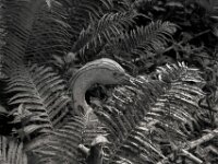 Der Reiher ist standhaft  PENTAX K-3 Mark III Monochrome, HD PENTAX - D FA* 1.4/50 SDM AW  - 18.05.2025 -