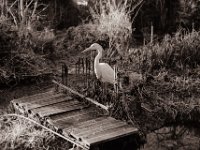 Kein Schnee im Garten  Pentax MZ-S, SMC FA  1.9/43 Limited, Adox CHS 100II  - 09.01.2022 -