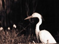 Reiher mit Schnecke  Yashica FR 1, 2.8/135, Efke 100/160