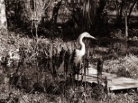 Der Reiher ist noch da, die Erle ist fort  Pentax LX, SMC Pentax FA 1.8/77 Limited, Adox CHS 100 II  - 25.03.2022 -