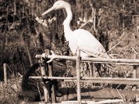 Der Reiher hat Besuch  Pentax MZ-S, SMC FA  1.8/77 Limited, Gelbfilter, Bergger Pancro 400@250