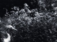 Mystik  Yashica FR I, Contax Carl Zeiss Planar 1.4/50, ADOX CHS 100II  - 12.07.2025 -
