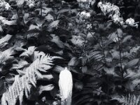 Rück - Blick  Yashica FR I, Contax Carl Zeiss Planar 1.4/50, ADOX CHS 100II  - 12.07.2025 -