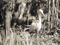 Endlich Frühlingssonne  Pentax LX, 2.5/135 Takumar Bayonet, Adox Silvermax 100 : Teich, Reiher, Garten Erlenstraße, homepage