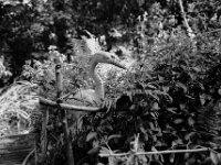 Letzter Sommertag  Pentax MZ-S, SMC PENTAX-FA 1.8/31 AL Limited, ADOX CHS 100 II  - 31.08.2025 -