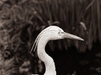 Der Kunstreiher am Teich  Pentax MZ-S, SMC FA 1.8/77 Limited, Adox CHS 100II@80  - 11.04.2021 -