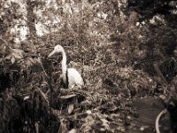 Der falsche Reiher am Herbstteich  Pentax MZ-S, Soligor C/D wide auto 2.8/20 MC,  Ilford HP5plus@800