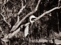 Der Reiher und die gestürzte Erle  Pentax 645N, SMC FA 2.8/150, Fuji Acros 100II  - 04.03.2022 -