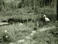 Warten am Teich  Fuji GW 690 III, Foma Retropan 320 soft @160