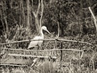 Die Jahre vergehen  Seagull 4A103, 3.5/74, Fuji Acros 100II  -21.03.2023 -