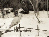 Schnee  Pentax 67II, SMC Takumar 4.0/300, Bergger Pancro400@320