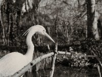 Frühlingssonne  Pentax 645N, SMC FA 2.8/75, Gelbfilter, Rollei RPX 100  - 25.03.2023 -