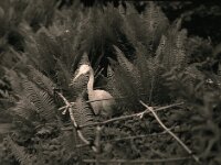 Farn und Reiher  Pentax 645N, SMC FA 2.8/150 IF Gelbfilter, KODAK 400TX  - 30.04.2025 -