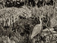 Frühling am Teich  Fuji GW 690 III, Rollei RPX 100©64  - 19.04.2023 -