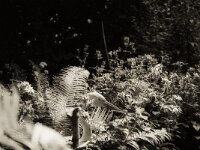 Sommermorgen  Fuji GS 645 S professional WIDE 60, ADOX CHS 100 II   - 26.07.2025 -