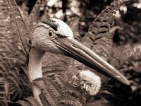 Falscher Reiher und Pussteblume  Pentax 645N, 4.0/45 (67er), 400TX/250 - 08.05.2012 -