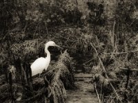 Dezembertag am Teich  Pentax 645N, SMC FA 2.8/75, ADOX CHS 100 II   - 09.12.2023 -