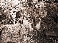 Der falsche Reiher im Herbst  Fuji GW 690 III, 400TX/400